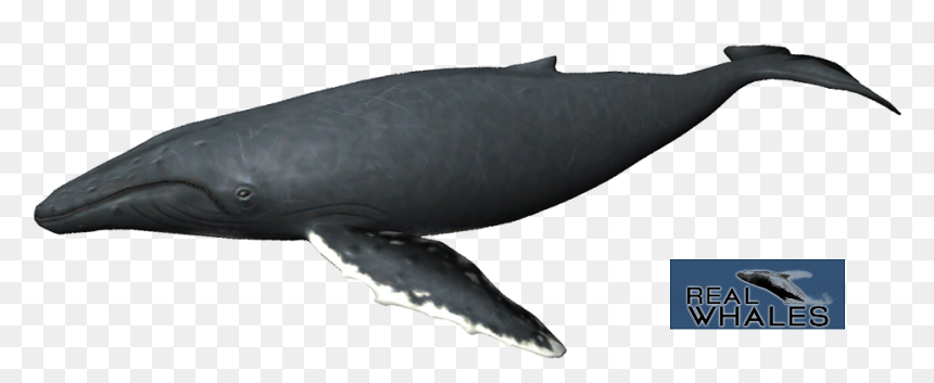 Humpback Whale Png - Grey Whale, Transparent Png - humpback whale png