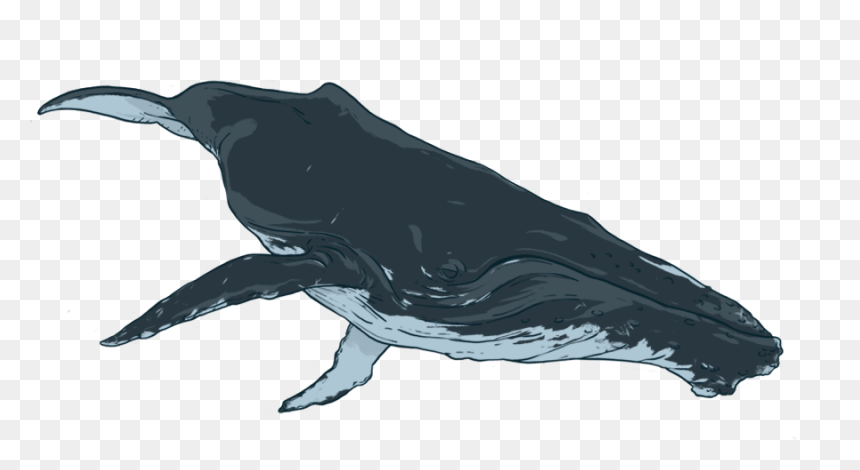By Donating To Oceanswell, You Are Helping Us Do What - Transparent Background Baleen Whale Png, Png Download - humpback whale png