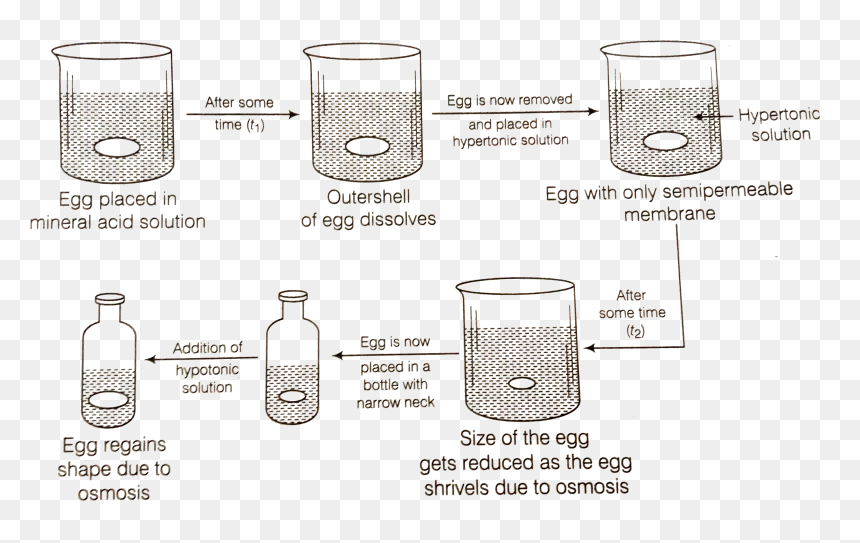 Diagram, HD Png Download - egg shape png