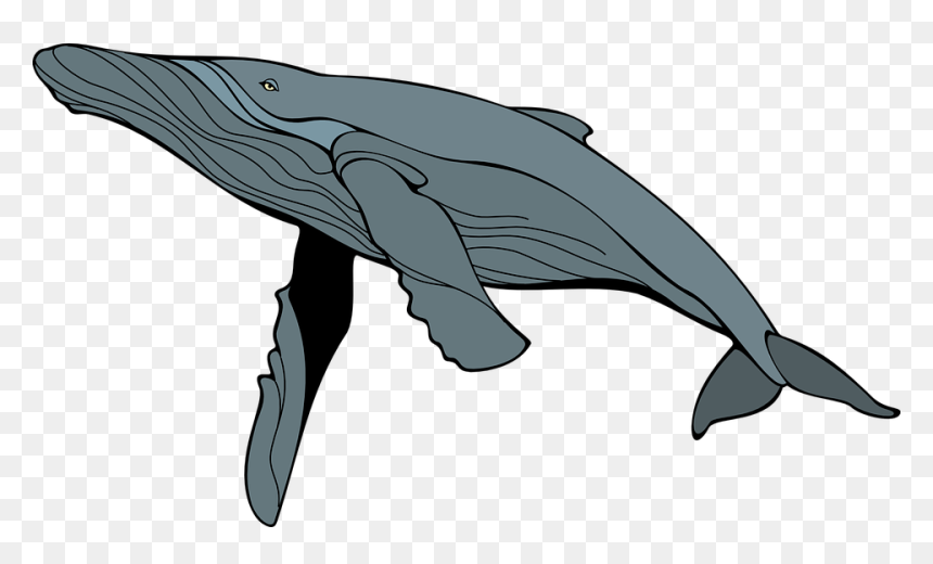 Ballena, Gris, Mam, Mamíferos - Humpback Whale Clipart, HD Png Download - humpback whale png