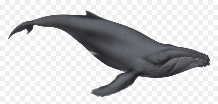 Humpback Whale Png - Baby Whale White Background, Transparent Png - humpback whale png