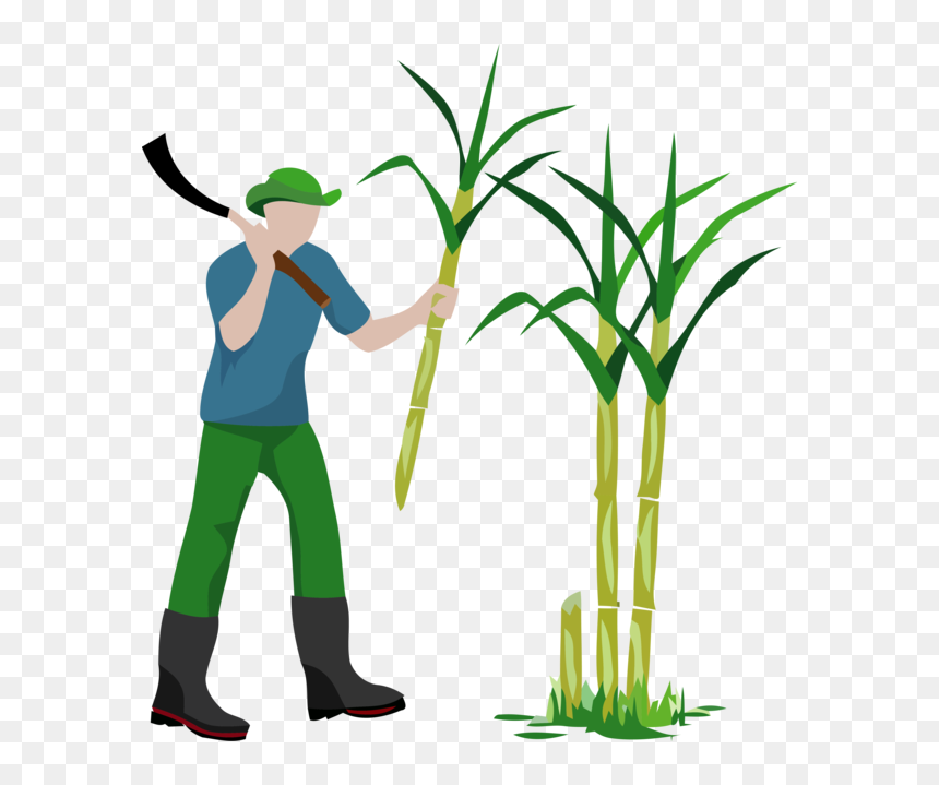 Transparent Pongal Plant Grass Grass Family For Thai - Sugarcane Vector, HD Png Download - plant pngs