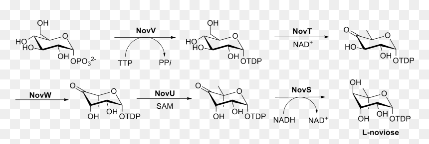 L-noviose Biosynthesis - Trichloroacetyl Isocyanate Carbamate Mechanism, HD Png Download - novios png