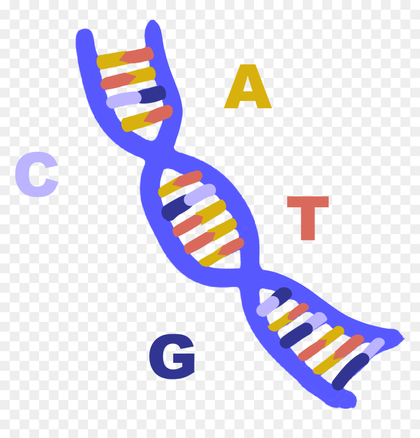Image Of Blue Dna Helix With Base Pairs Adenine, Thymine, - Rna Clipart, HD Png Download - double helix png