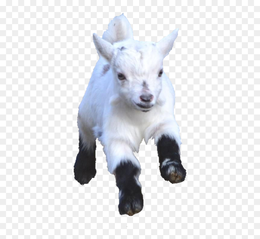 #babygoat #babygoats #goat #goats #freetoedit - Goat, HD Png Download - goat emoji png