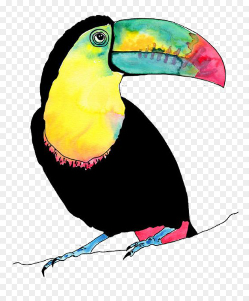 Tucan Bird Vogel Animal Birds Animals Petsandanimals - Toucan Illustration, HD Png Download - tucan png