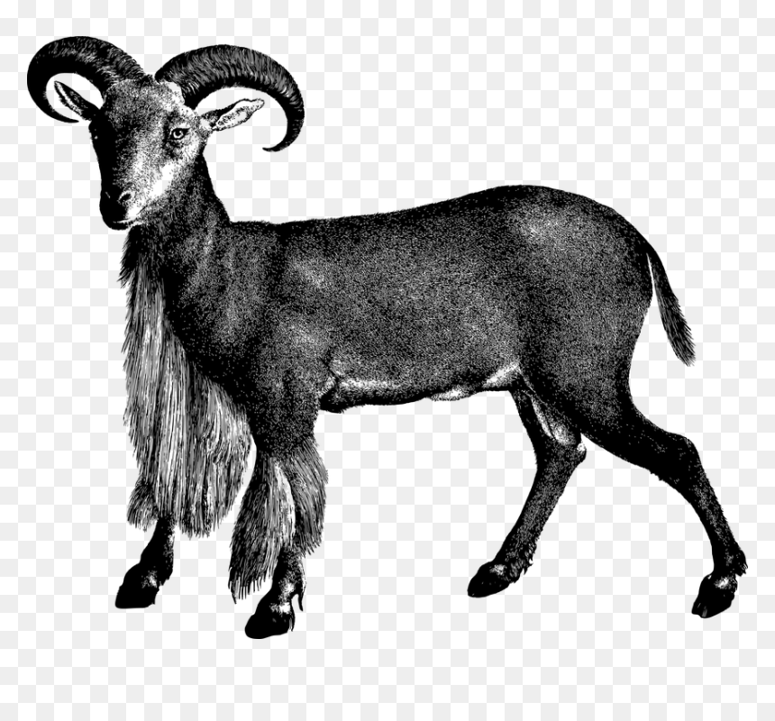 Goat, HD Png Download - goat face png