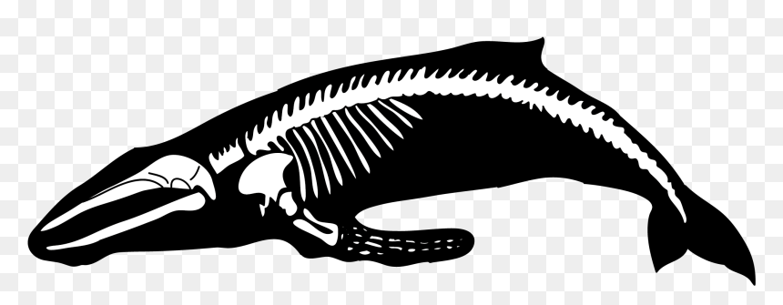 Humpback Whale Human Skeleton Blue Whale - Whale Bones Clip Art, HD Png Download - humpback whale png