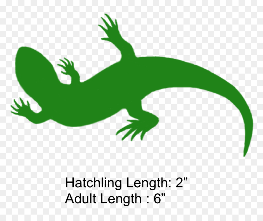 Lizard Clipart Geico - Lizard Tail Clip Art, HD Png Download - geico gecko png