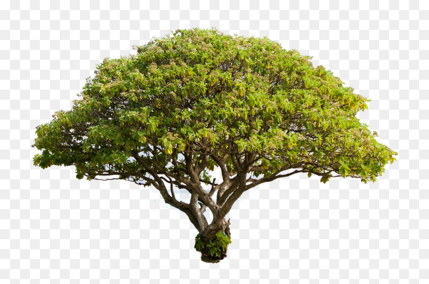 Oak Tree Transparent Background, HD Png Download - plant pngs