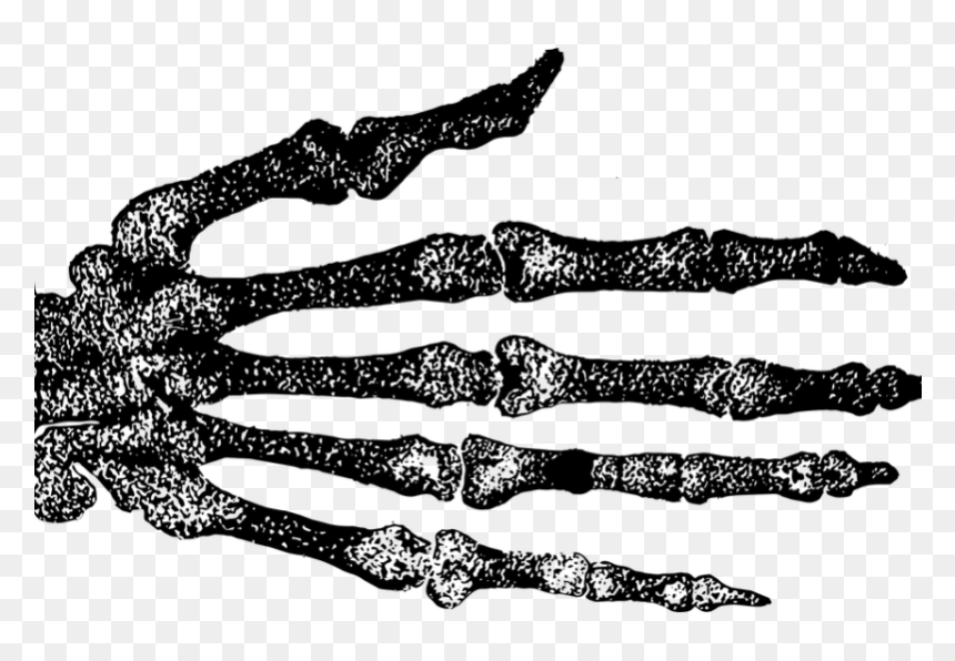 Filgotinib Rheumatoid Arthritis - Tights, HD Png Download - skeleton arm png