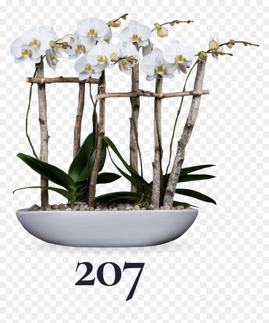 Transparent Flower Bushes Png - Moth Orchid, Png Download - flower bushes png