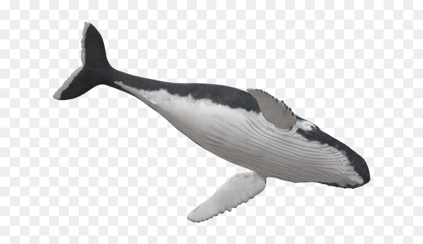 Killer Whale, HD Png Download - humpback whale png