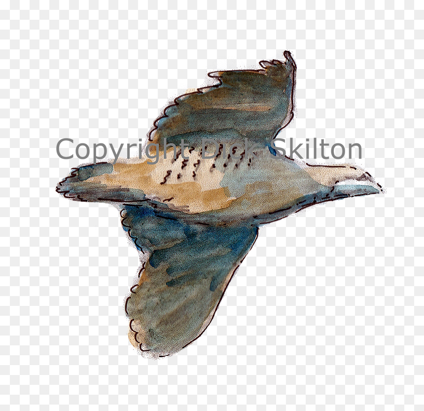 2023 By My Site Name - Sea Lion, HD Png Download - humpback whale png