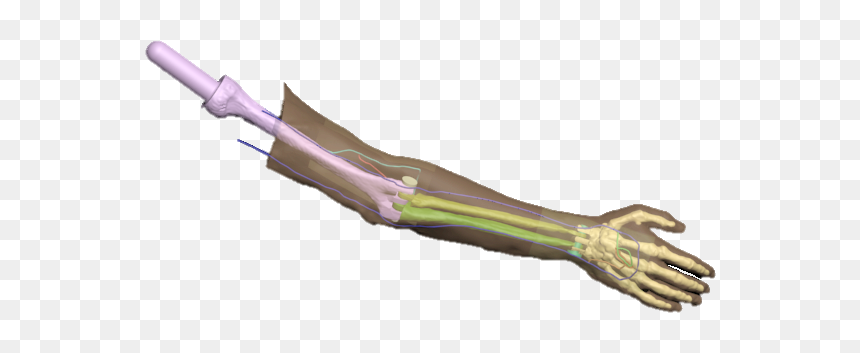 Bowie Knife, HD Png Download - skeleton arm png