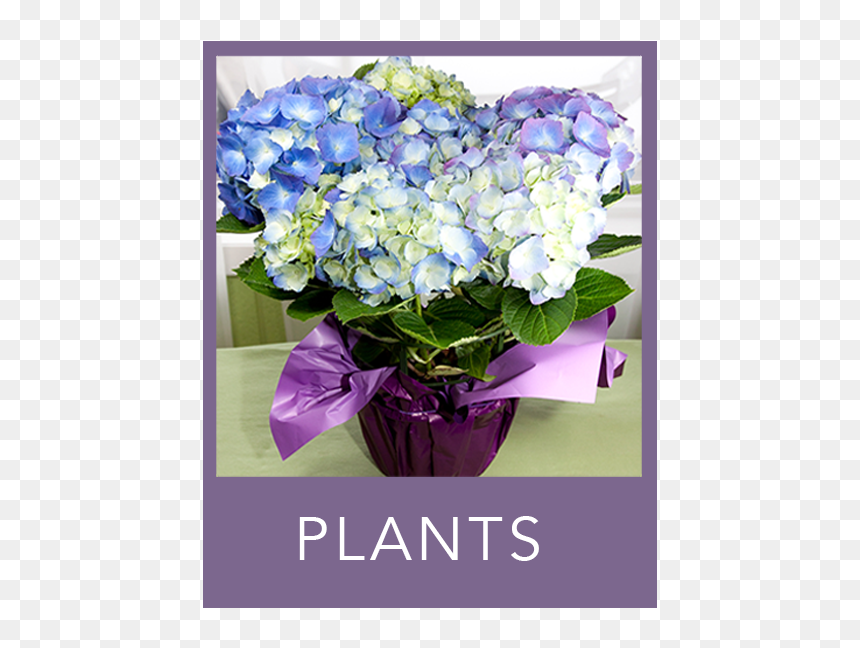 Plants - Bouquet, HD Png Download - flower bushes png