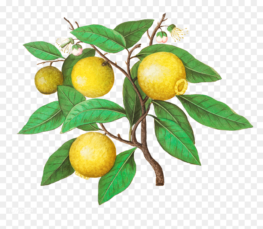 Vintage Lemon Png - Vintage Lemon Fruit Illustration, Transparent Png - lemon emoji png