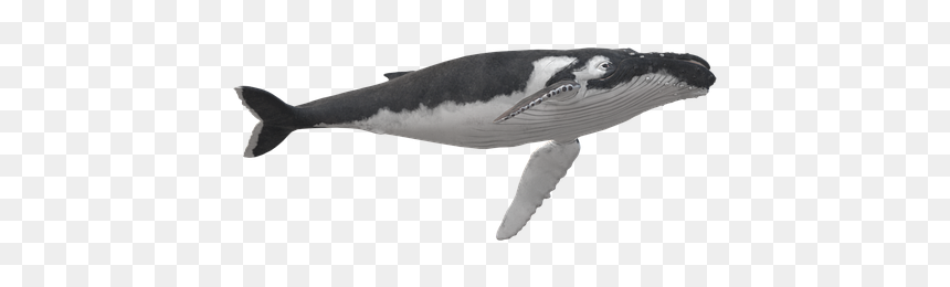 Killer Whale, HD Png Download - humpback whale png