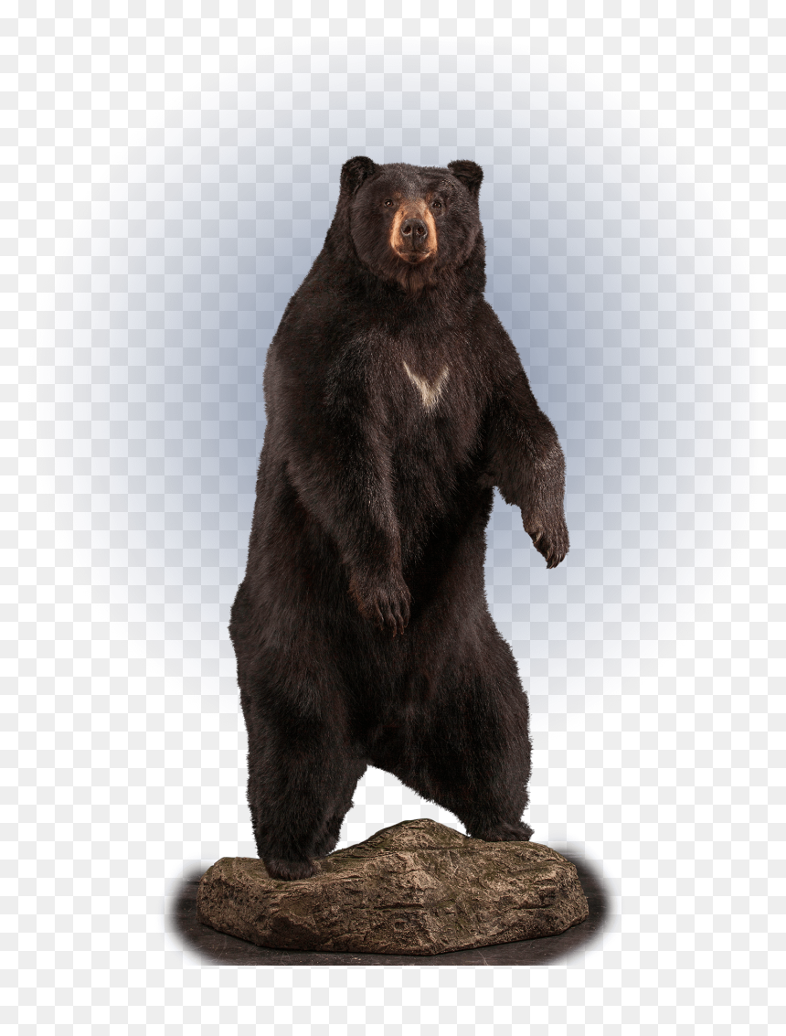 Full Size Standing Black Bear Taxidermy - American Black Bear, HD Png Download - standing bear png