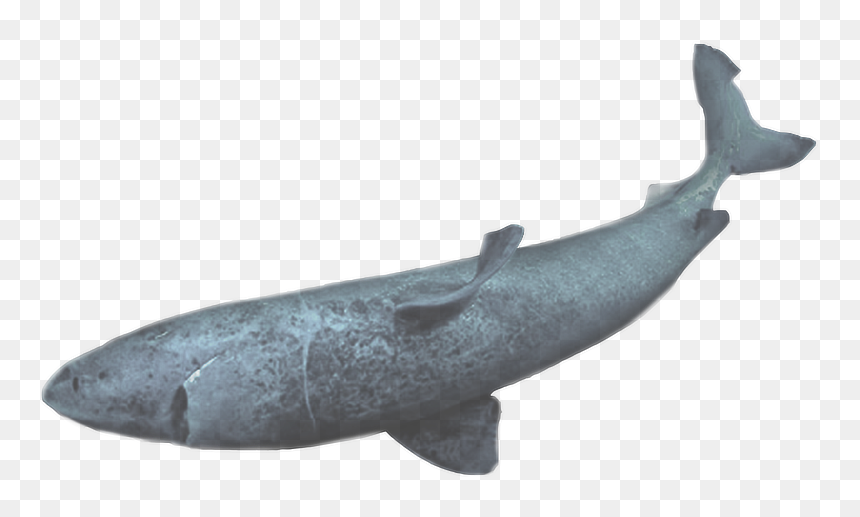 Humpback Whale , Png Download - Humpback Whale, Transparent Png - humpback whale png