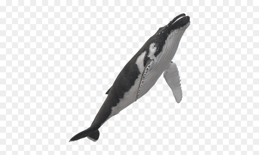 Harbour Porpoise, HD Png Download - humpback whale png