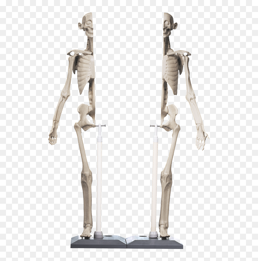 Anatomy In Clay Maniken, HD Png Download - skeleton arm png