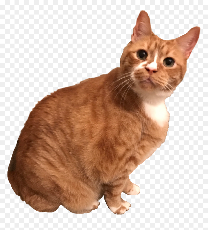 My Sweet Cat Morgan Cat Kitten Kitty Orange Tabby Morga - Cat Tabby Orange Transparent, HD Png Download - orange cat png