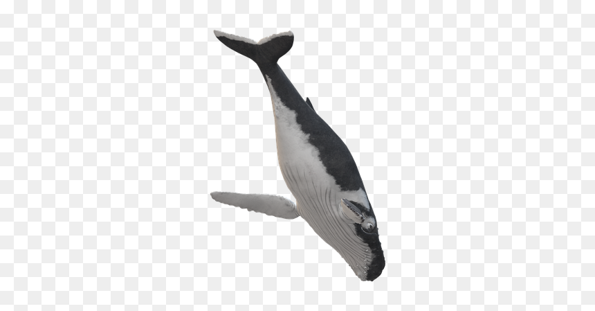 Belted Kingfisher, HD Png Download - humpback whale png