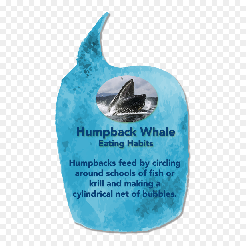 Humpback Whale Mouth , Png Download - Humpback Whale Mouth, Transparent Png - humpback whale png
