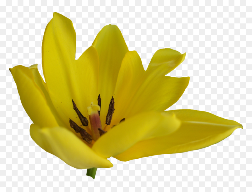 Portable Network Graphics, HD Png Download - flower bushes png