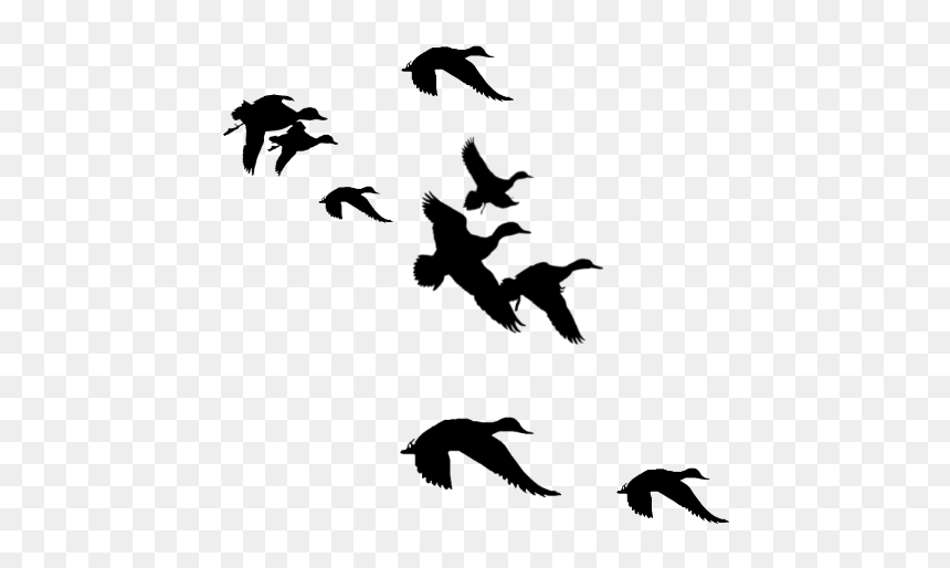 Thumb Image - Flying Duck Clipart Transparent, HD Png Download - duck clipart png