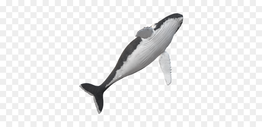 Killer Whale, HD Png Download - humpback whale png