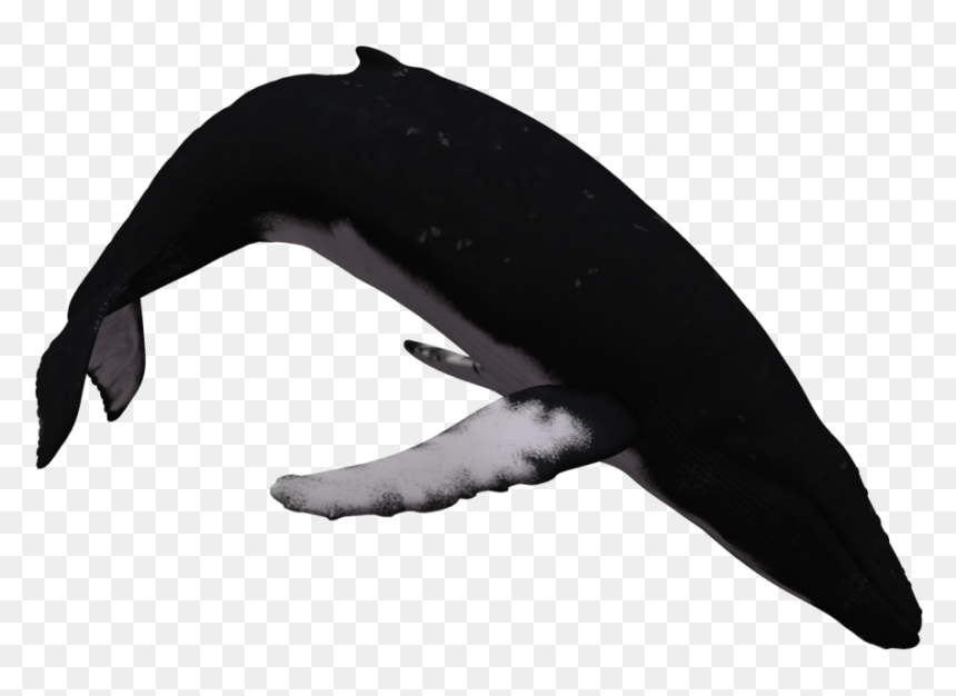Humpback Whale With White Background Clipart , Png - Humpback Whale 01 By Deviantart, Transparent Png - humpback whale png