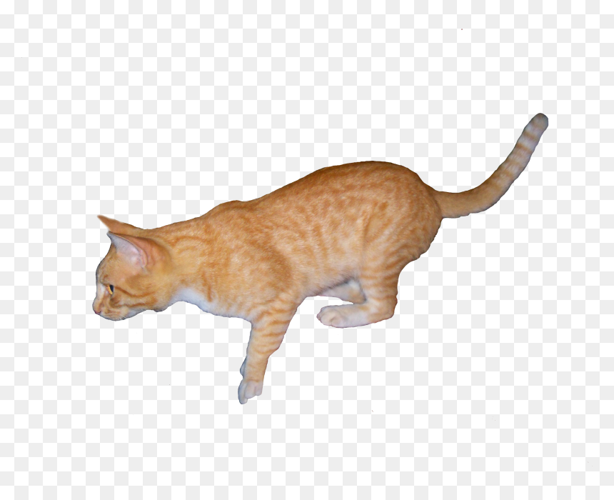 Orange Cat Png - Cat Yawns, Transparent Png - orange cat png
