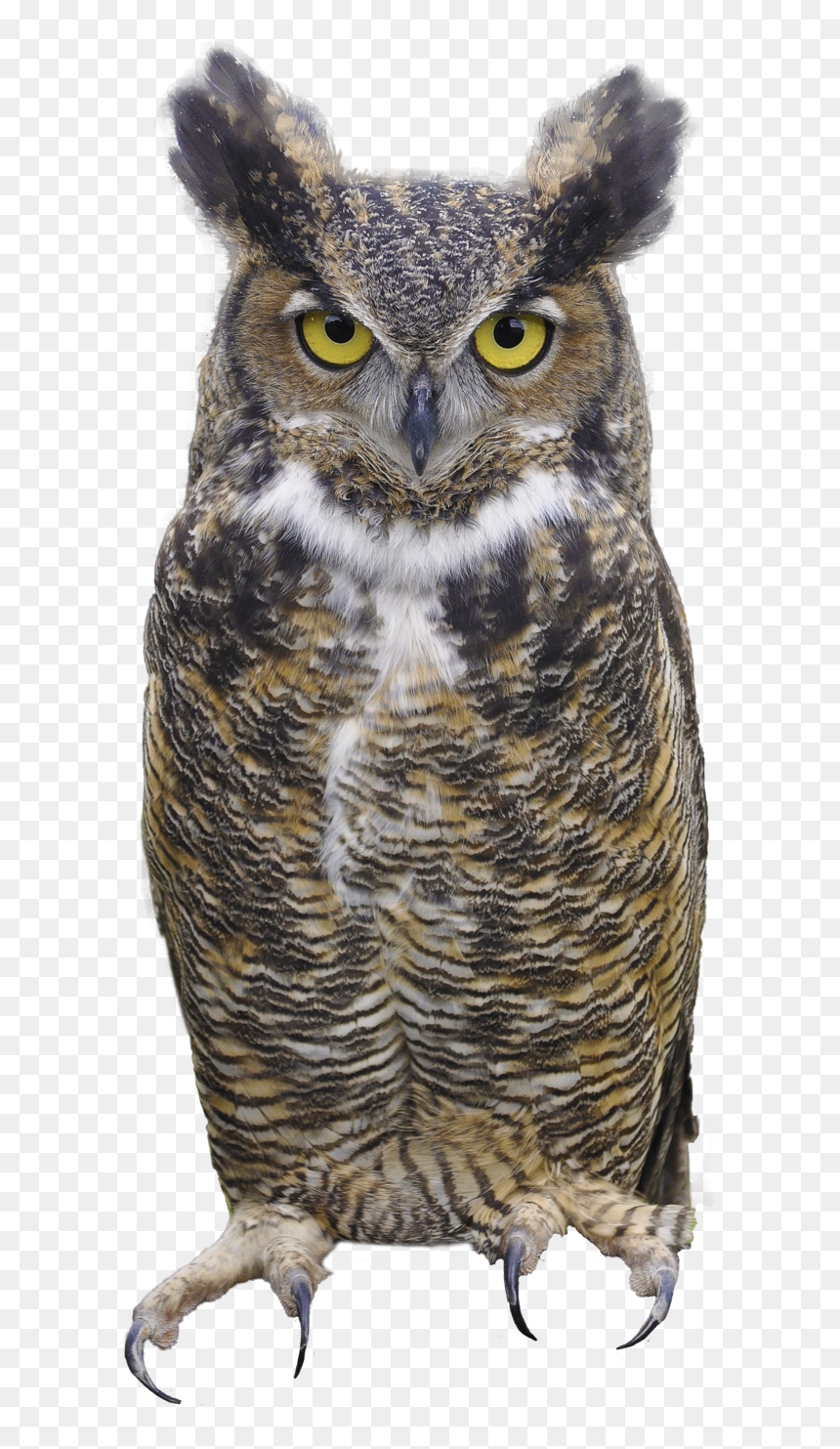 Horned Owl Clipart Silhouettes - Great Horned Owl Png, Transparent Png - owl silhouette png