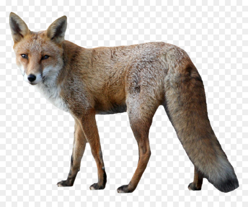 Red Fox Png Picture - Fox Png, Transparent Png - red fox png