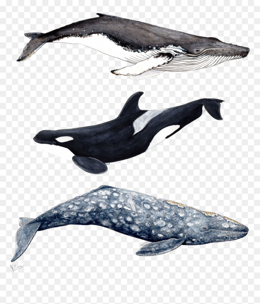 Humpback Whale Grey Whale, HD Png Download - humpback whale png