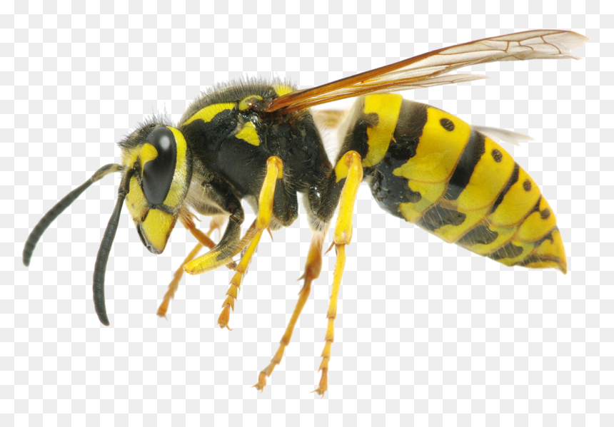 Yellow Jacket Wasp , Png Download - Differences Between Bee Wasp And Hornet, Transparent Png - yellow jacket png