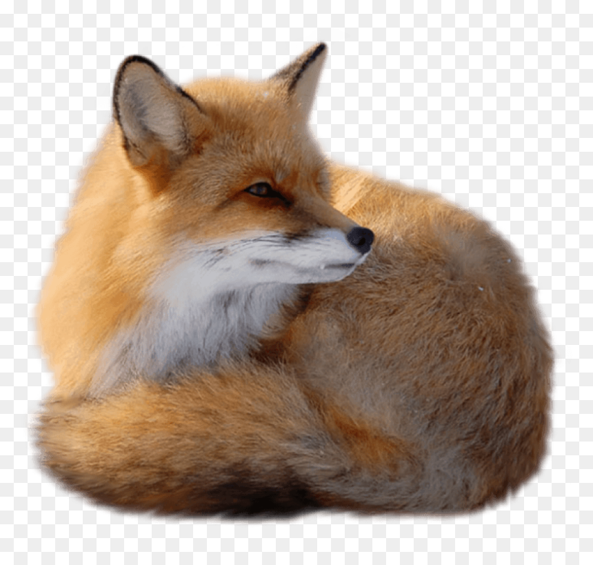Thumb Image - Fox Png, Transparent Png - red fox png