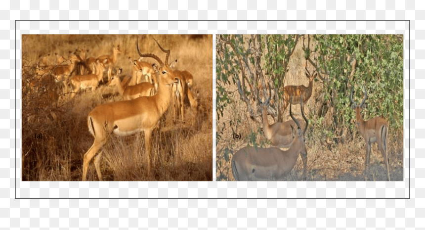 Öküz Başlı Antilop, HD Png Download - impala png