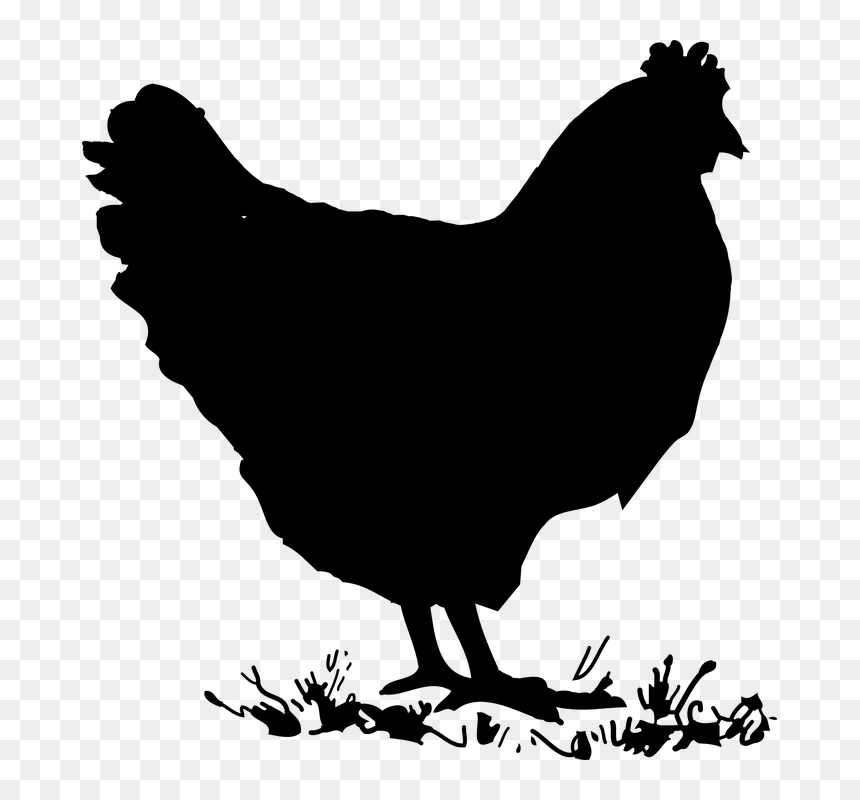 Chicken Clip Art, HD Png Download - chicken vector png