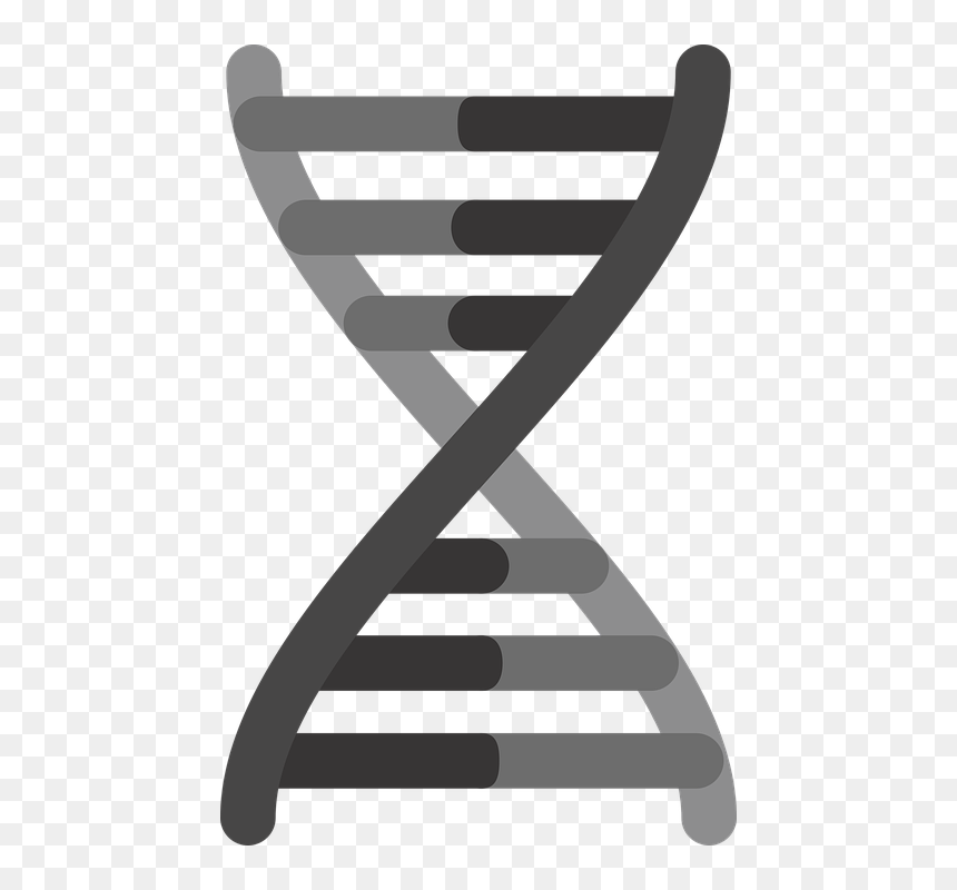 Gene Black And White, HD Png Download - gene png