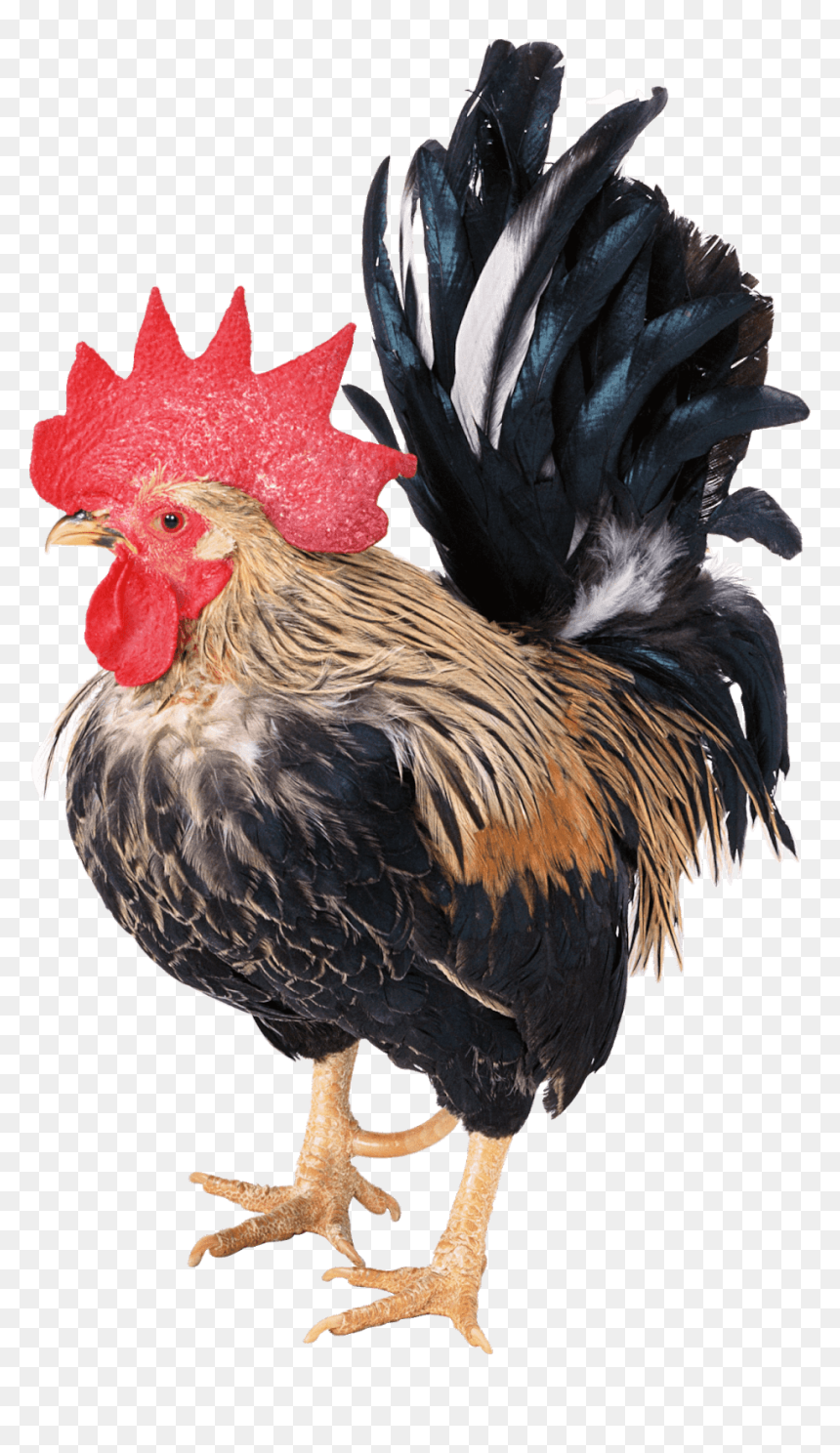 雞 有 幾 隻 腳, HD Png Download - chicken vector png