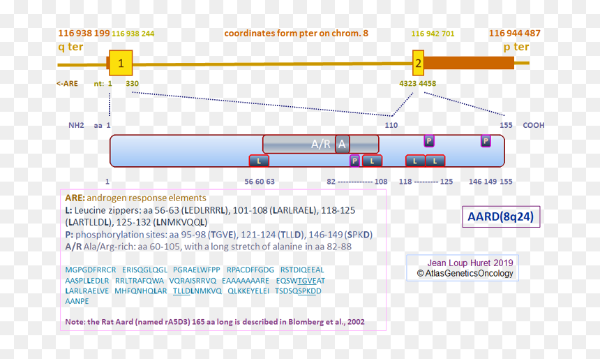 Web Page, HD Png Download - gene png