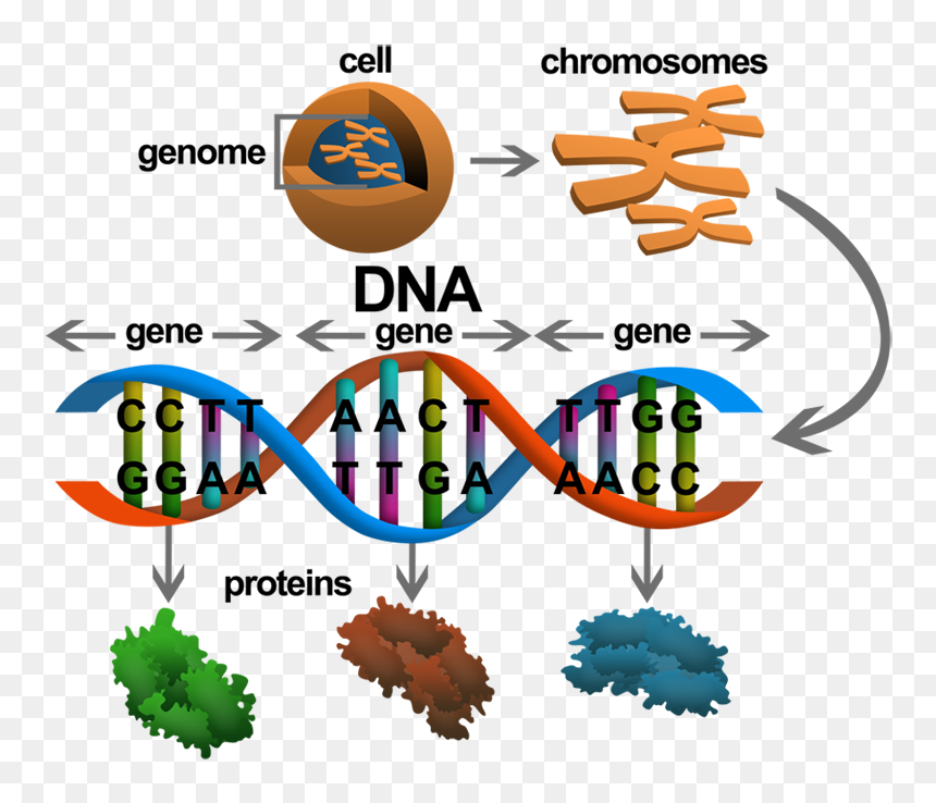 Gene In Dna, HD Png Download - gene png