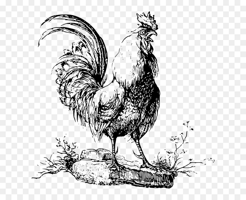 Hahn Zeichnung, HD Png Download - chicken vector png
