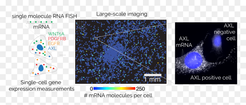 Screenshot, HD Png Download - gene png
