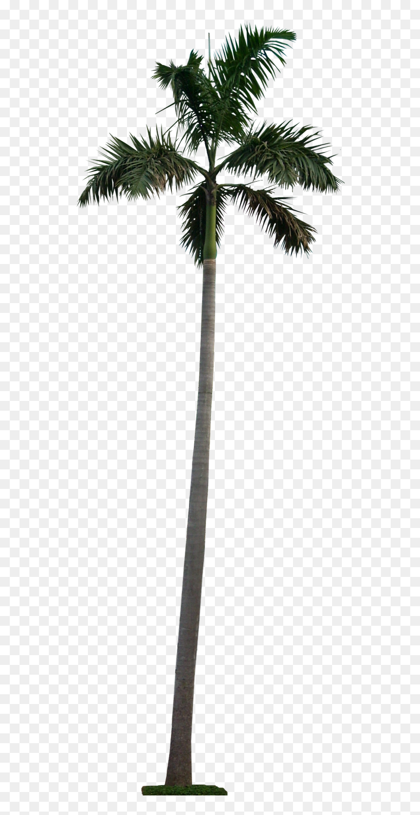 Long Palm Tree Png, Transparent Png - png cutouts