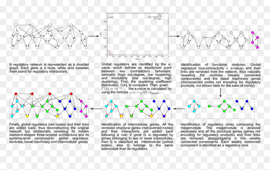 Diagram, HD Png Download - gene png