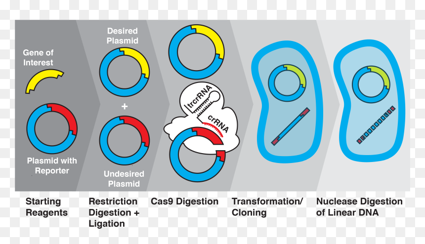 Ligation Transformation, HD Png Download - gene png